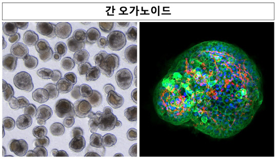 안전성평가연구소는 인간 전분화능 줄기세포에서 약물대사 기능을 개선해 사람의 간과 유사한 약물대사와 부작용을 재현할 수 있는 '간 독성평가용 오가노이드 모델'을 개발했다. 사진은 간 오가노이드를 현미경으로 확대한 모습  안전성평가연 제공